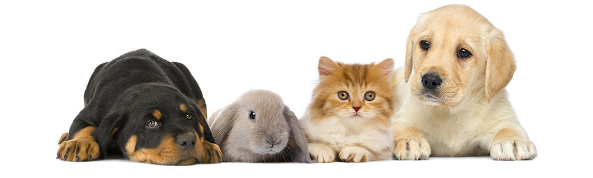 Faq animals