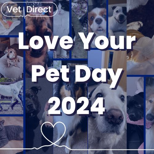 Celebrating Love Your Pet Day and Honoring Veterinary Professionals