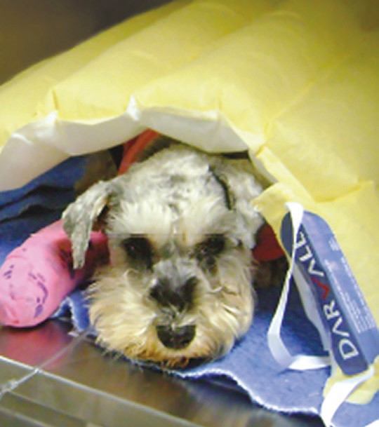 Darvall Cozy Warm Forced Air Heater