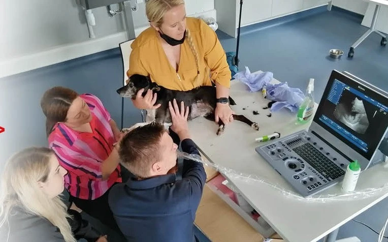 Ultrasound Training - Online Course