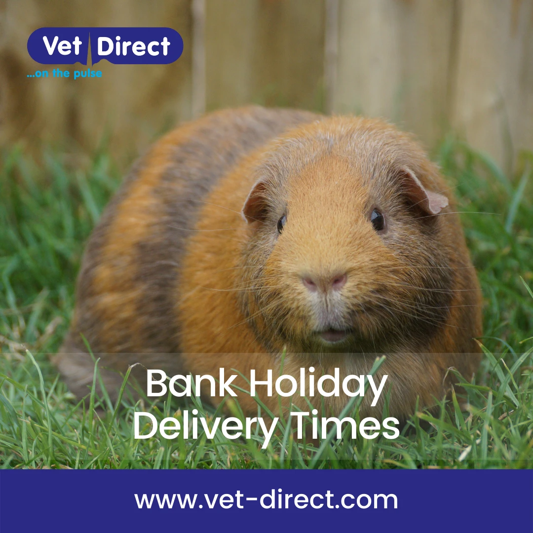 Guinea pig on grass