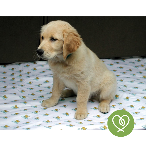 PoochPad XX-Large 48 x 48inch