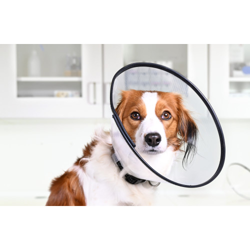 Buster Comfort Collar