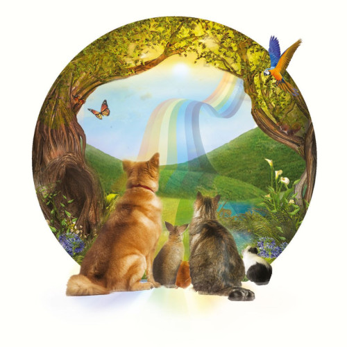 Rainbow Bridge Pets Sympathy Card