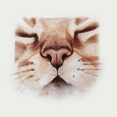 Pet Sympathy Card - Cat Nose