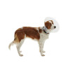 Buster Classic Transparent Collar